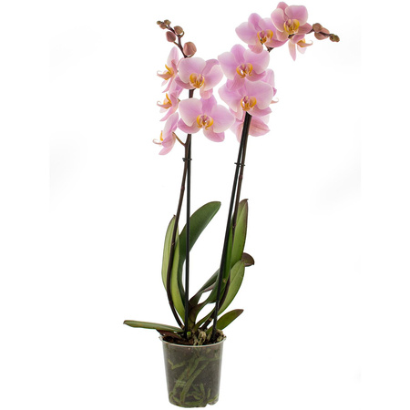 Orchidea 12cm II-pęd Pink Standard 60cm