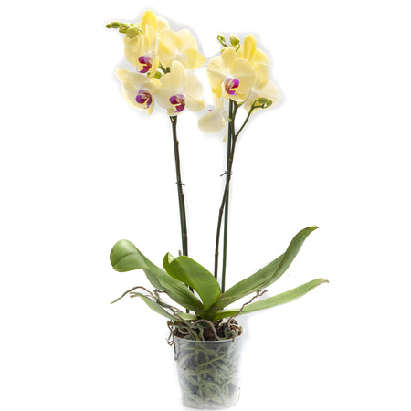 Orchidea 12cm II-pęd Żółty Standard 40-50cm