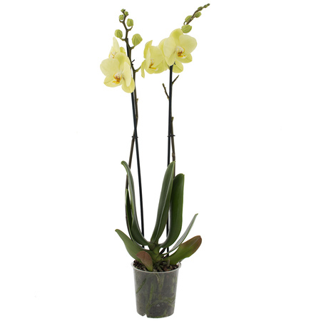 Orchidea 12cm II-pęd Żółty Standard  60cm
