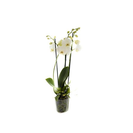 Orchidea 12cm III-pęd Biały Extra 60cm