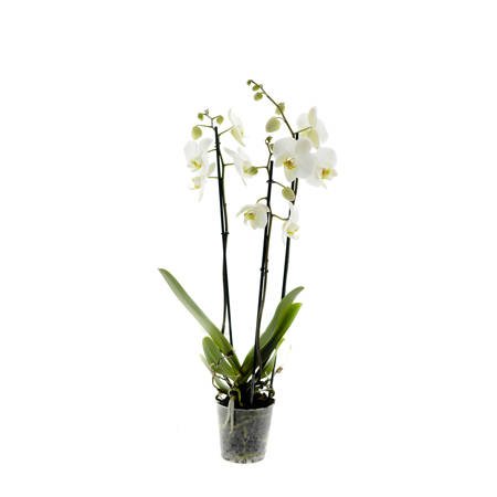 Orchidea 12cm III-pęd Biały Standard 60cm