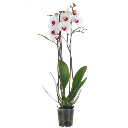 Orchidea 12cm III-pęd Biały Super Extra 60cm