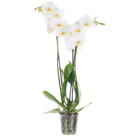 Orchidea 12cm III-pęd Cambridge Extra 60cm
