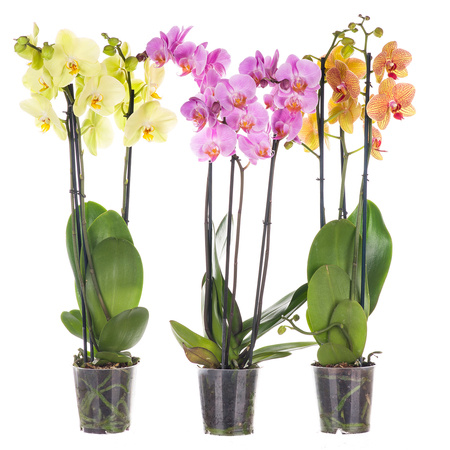 Orchidea 12cm III-pęd Mix Extra 40-50cm