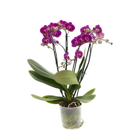 Orchidea 12cm III-pęd Mix Extra 60cm