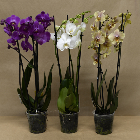 Orchidea 12cm III-pęd Mix Extra 60cm
