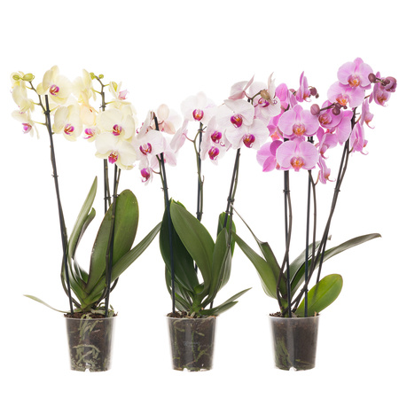 Orchidea 12cm III-pęd Mix Standard 40-50cm