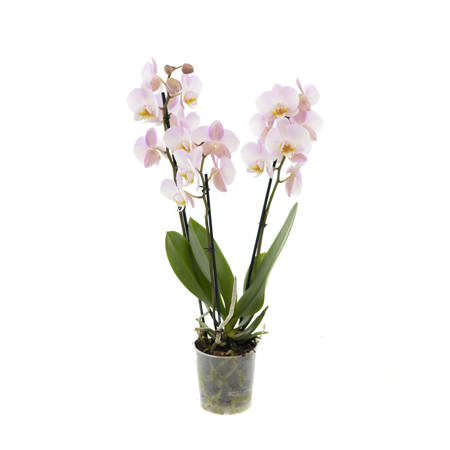 Orchidea 12cm III-pęd Mix Standard 60cm