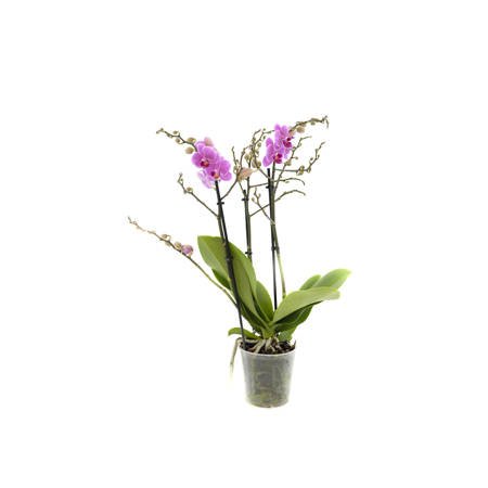 Orchidea 12cm III-pęd Mix Super Extra 60cm