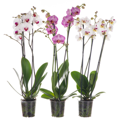 Orchidea 12cm III-pęd Mix Super Extra 60cm