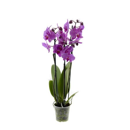 Orchidea 12cm III-pęd Pasadena Super Extra 60cm
