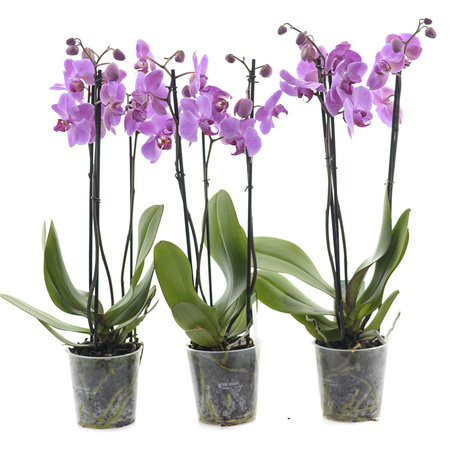 Orchidea 12cm III-pęd Violet Mix Standard 60cm