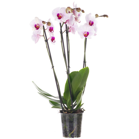 Orchidea 12cm IV-pęd Biały Extra 60cm