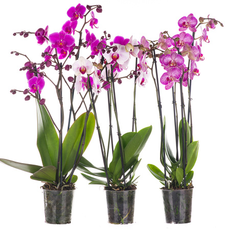 Orchidea 12cm IV-pęd Mix Extra 60cm