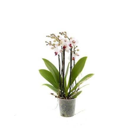 Orchidea 12cm IV-pęd Mix Super Extra 60cm
