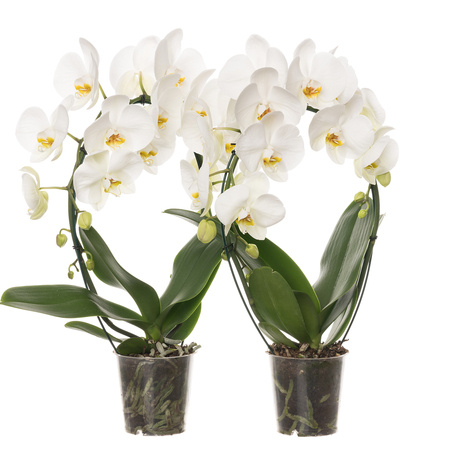 Orchidea 12cm Koszyk II-pęd Biały 40-50cm