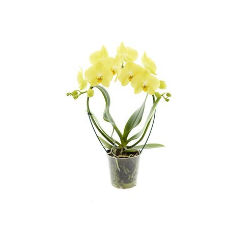 Orchidea 12cm Koszyk II-pęd Mix  40-50cm