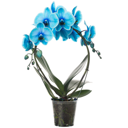Orchidea 12cm Koszyk II-pęd Niebieski 40-50cm