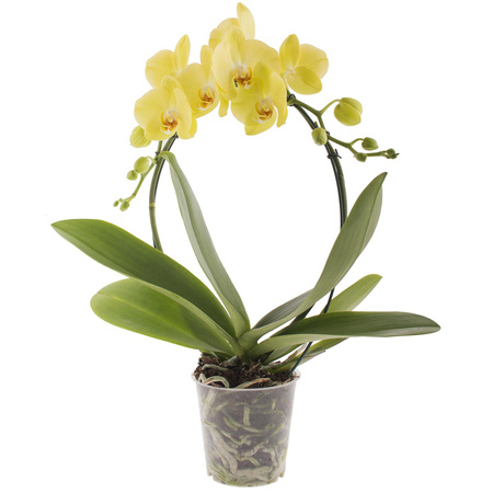 Orchidea 12cm Koszyk II-pęd Żółty  40-50cm
