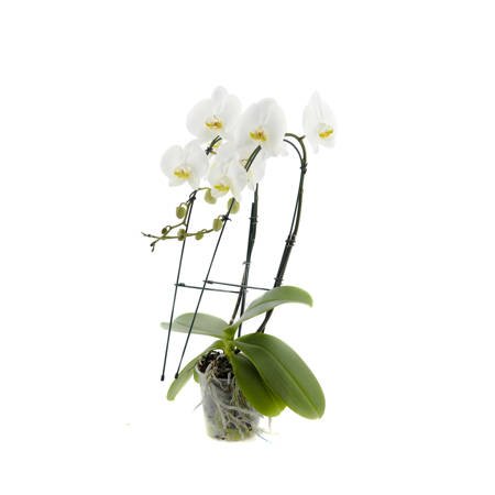 Orchidea 12cm M`Lady II-pęd 40-50cm