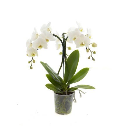 Orchidea 12cm  Parasol III-pęd Mix Extra 60cm