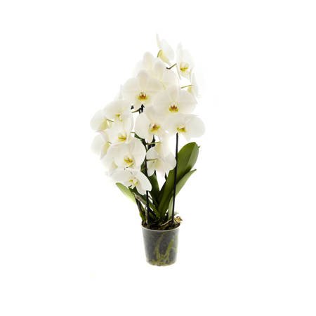 Orchidea 12cm Rainbow III-pęd  50-60cm