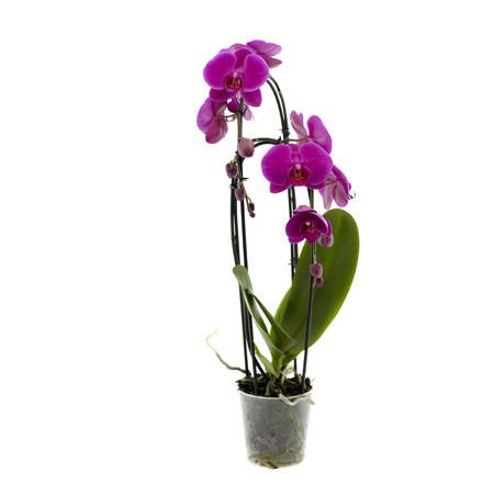 Orchidea 12cm  Strella II-pęd  50-60cm