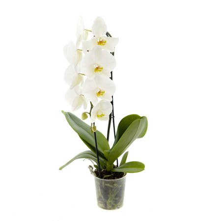 Orchidea 12cm  Wodospad I-pęd Biały 40- 60cm