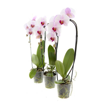 Orchidea 12cm Wodospad I-pęd Mix 40- 60cm