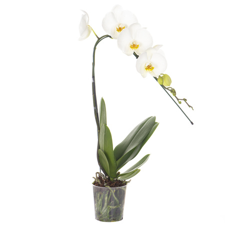 Orchidea 12cm Wodospad I-pęd Otwarty 40-60cm