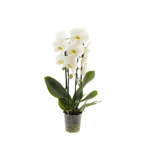 Orchidea 12cm  Wodospad II-pęd Biały 40- 60cm