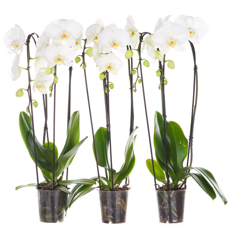 Orchidea 12cm  Wodospad II-pęd Biały Extra 40cm