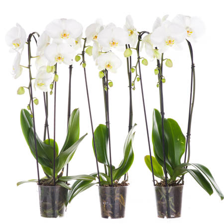 Orchidea 12cm  Wodospad II-pęd Biały Extra 50cm