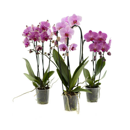Orchidea 12cm Wodospad II-pęd Mix 40- 60cm
