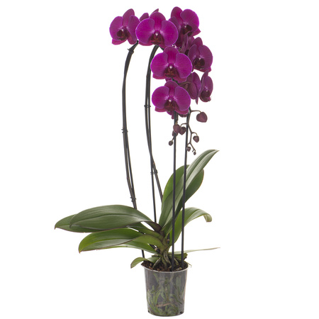 Orchidea 12cm  Wodospad II-pęd Mix Extra 50cm