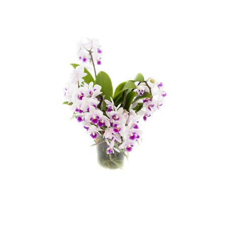 Orchidea 9cm Bonsai Mix 40cm