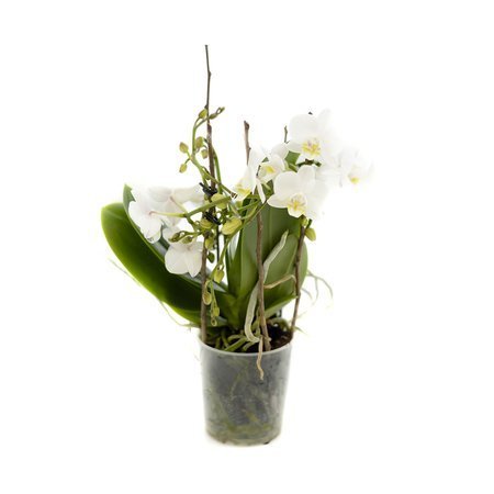 Orchidea 9cm  Bonsai ,,Swalows" 40cm