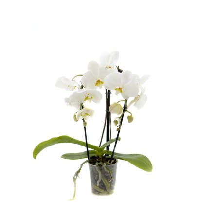 Orchidea 9cm Butterfly II-pęd 40-50cm