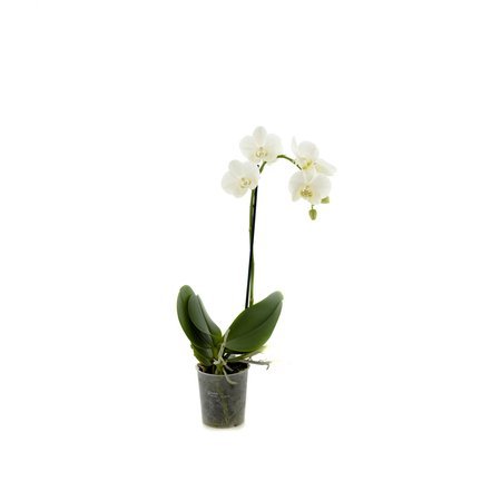 Orchidea 9cm  I-pęd Biały Extra 40cm