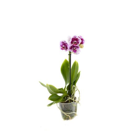 Orchidea 9cm  I-pęd Elegant Extra 40cm