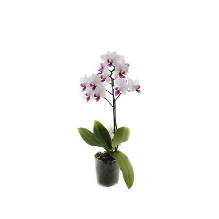 Orchidea 9cm  I-pęd Elegant Super Extra 40cm