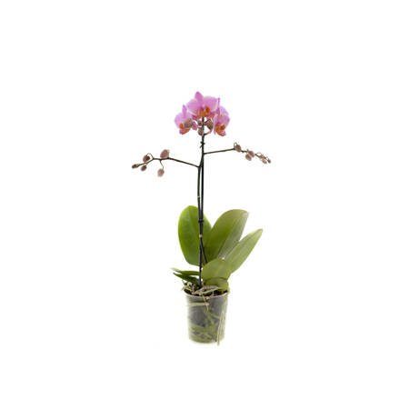 Orchidea 9cm  I-pęd  Pink Mix Extra 40cm