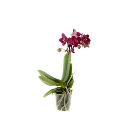 Orchidea 9cm  I-pęd Special RR Extra 40cm