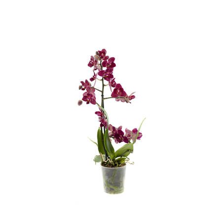Orchidea 9cm  I-pęd Special RR Super Extra 40cm