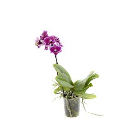 Orchidea 9cm  I-pęd Violet Mix Extra 40cm