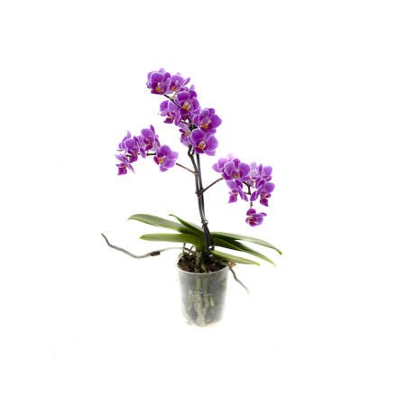 Orchidea 9cm  I-pęd Violet Mix Super Extra 40cm