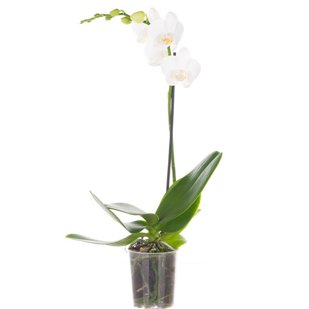 Orchidea 9cm  I-pęd White Mix Extra 40cm