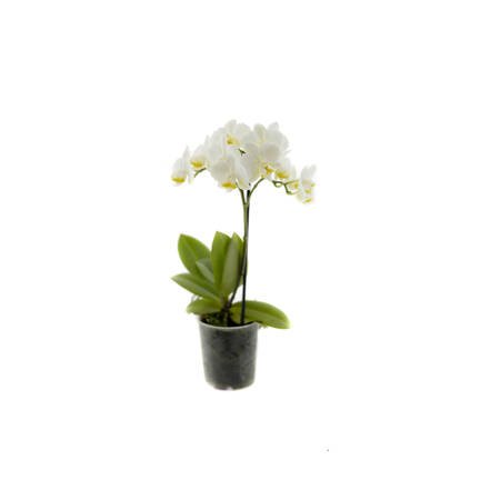 Orchidea 9cm  I-pęd White Mix Super Extra 40cm