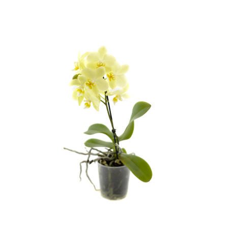 Orchidea 9cm  I-pęd Yellow Extra 40cm