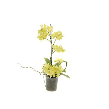 Orchidea 9cm  I-pęd Yellow Super Extra 40cm